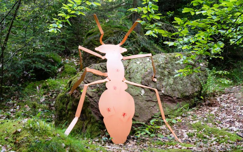 La montagne des fourmis à Bruyères, Vosges © Philippe Poix