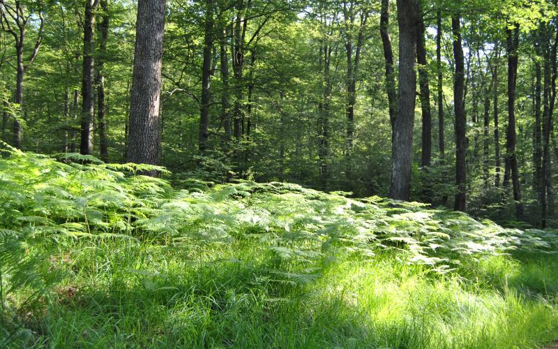 La forêt dans le secteur de Bruyères au printemps